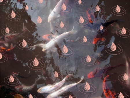 Dark water pond with koi fish in group under illustration of rain droplets fallingの写真素材