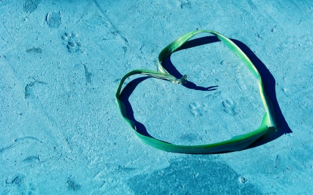 Cat footprints in a heart of leaves on the floor in blue backgroundの写真素材