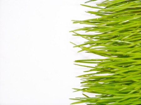 Wet wheat green grass isolated on white background