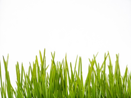 Wheat grass leaves isolated on white backgroundの写真素材
