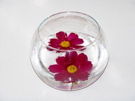 Couple of red natural flowers floating on water in a spheric glass container for christmas ornament...