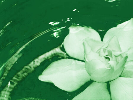 Jasmin white flower on green water backgroundの写真素材