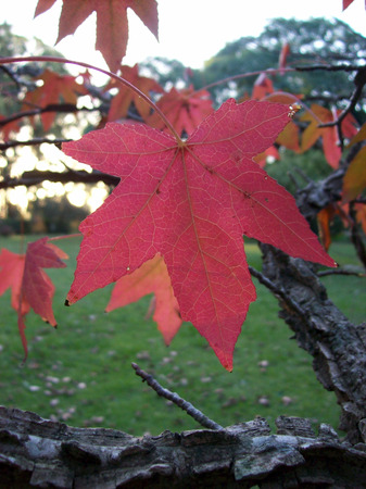 Red Autumn leaf on the tree close up