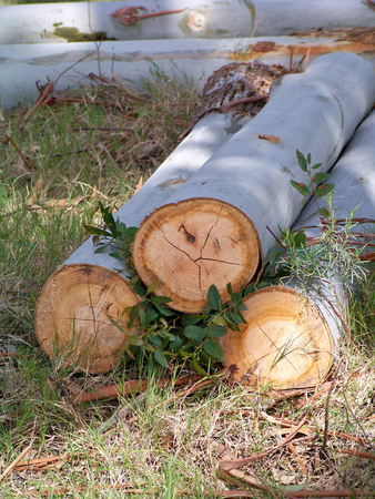 Logs cut in the forest for heatingの写真素材