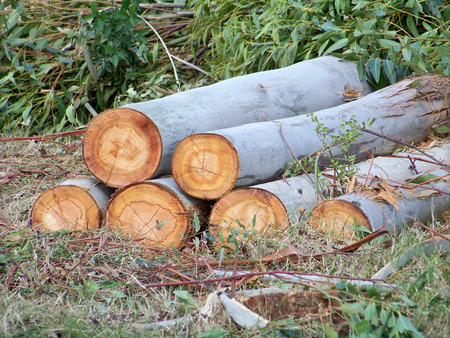Firewood logs piled in eucalyptus forestの写真素材
