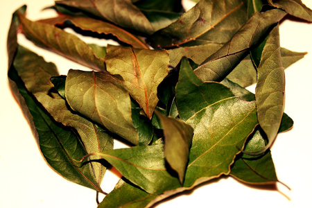 Laurel leaves close up isolated の写真素材