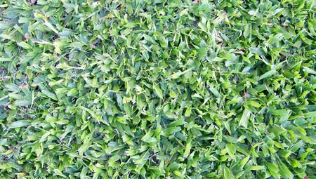 Green grass leaves background
