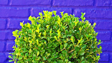 Green garden plant close up on blue brilliant bricks wall background contrastの写真素材