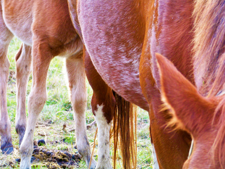 Brown horses bellies hair close upの写真素材