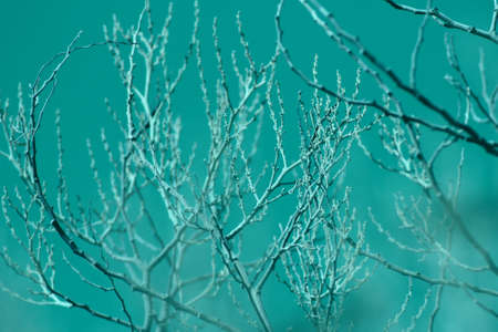 Delicacy of thin natural branches backgroundの写真素材