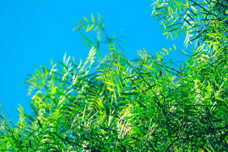 Pepper tree leaves folliage on blue sky background