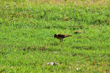 Bird on green grass wildlife country detail