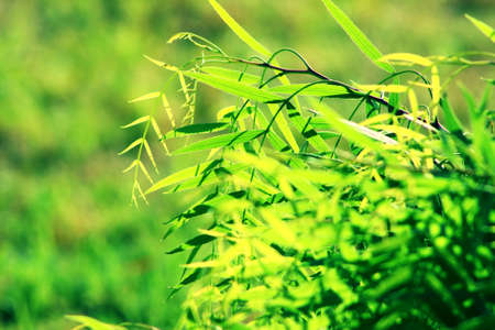 Green pepper tree leaves folliage backgroundの写真素材
