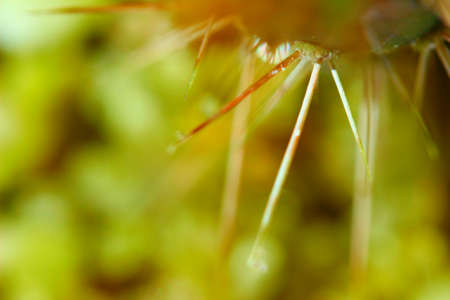 Cactus spikes or thorns in blurs yellow abstract background macroの写真素材