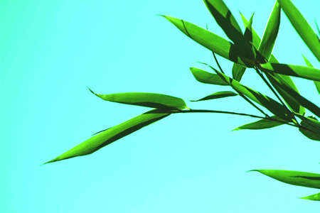Bamboo leaves on skyのeditorial素材