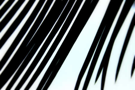 Palm leaves abstract background in black and whiteの写真素材