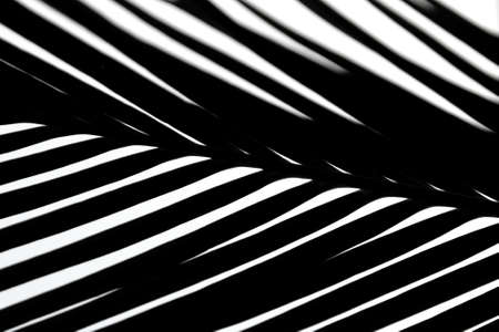 Palm tree leaf in black and whiteの写真素材