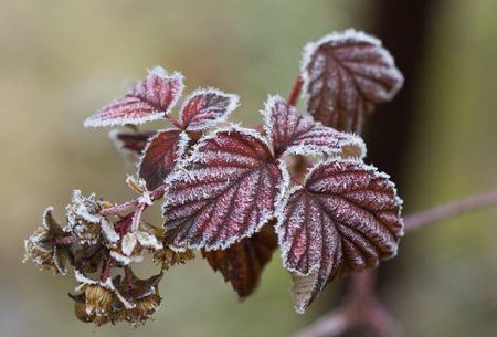 Frozen red plants in winter with the hoar-frost in the early morning light