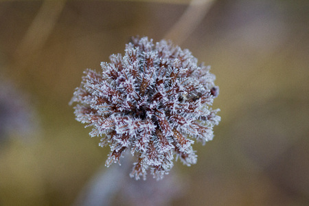Frozen plants in winter with the hoar-frost in the early morning light