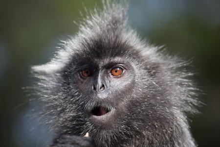 Portrait Silvered leaf monkey (Trachypithecus cristatus) or Silvery lutung (silver leaf monkey)....