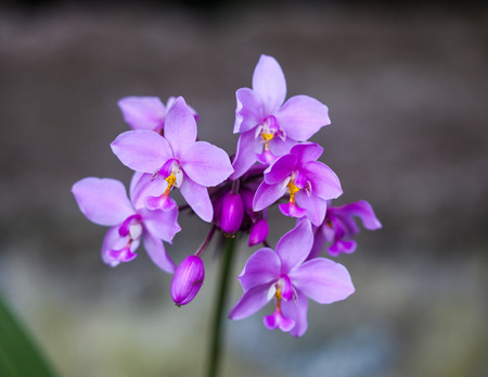 Close up beautiful lilac orchid. Macro photo, purple flowerの写真素材