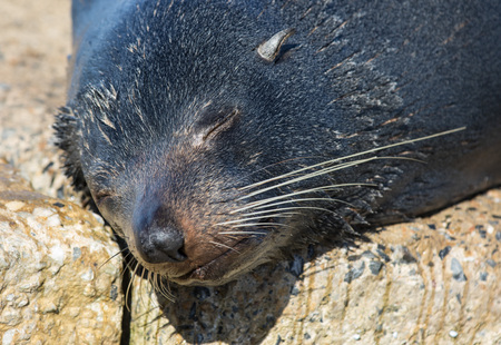 Close up portrait New Zealand Fur Seal, Arctocephalus forsteri, long-nosed fur seal sleeping in the sun on the stone. Australasian fur seal, South Australian fur sealの写真素材