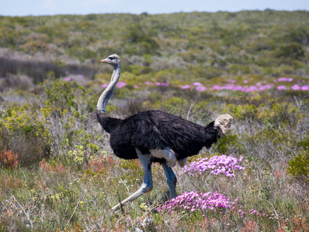 Wild giant Ostrich run away in the blossoming fields near Cape Town . South Africaの写真素材