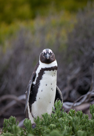 African penguin ,Spheniscus demersus, on Boulders Beach near Cape Town South Africa looking with interestの写真素材