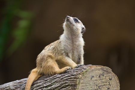 Meerkat ,Suricata suricatta, guard in attention. Singapore zoo.