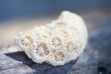 Coral texture macro photo. Ivory white coral structure closeup. Abstract macro background. Dead coral surface with structure elements for water filtration. Biological texture of natural sea coralの写真素材