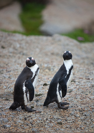 Two African penguin Spheniscus demersus on Boulders Beach near Cape Town South Africa.の写真素材