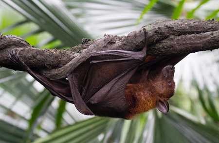 Large Malayan flying fox close-up portraitの写真素材