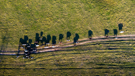 Aerial view of group of cows on rural pasture in evening light with dramatic shadowの写真素材