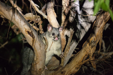 The brush-tailed possum in Australia looking with interest in the night from the tree
