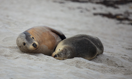 Cute pair Australian sea lion, Neophoca cinerea, sleeping on the beach at Seal Bay, Kangaroo Island, South Australiaの写真素材