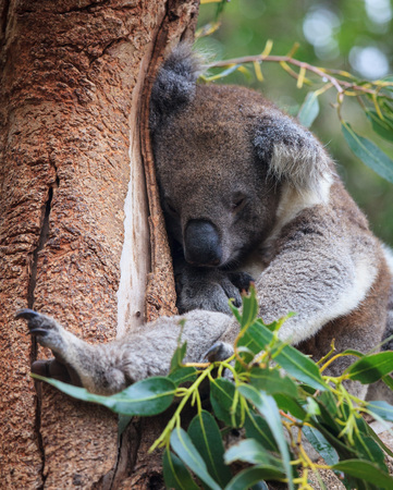 Portrait cute Australian Koala Bear sitting and sleeping in an eucalyptus tree . Kangaroo islandの写真素材