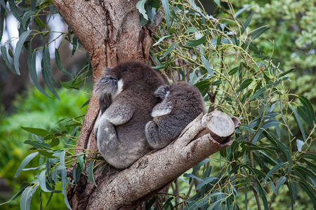 Cute embracing couple of Australian koala bears mother and its baby sleeping on an eucalyptus treeの写真素材