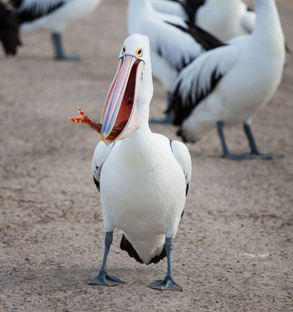 Australian pelican Pelecanus conspicillatus with fish in its big beakの写真素材