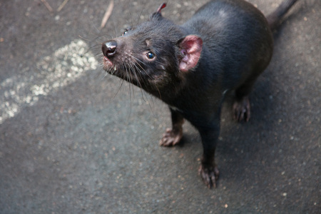 Closeup portrait of the Tasmanian devil Sarcophilus harrisii waiting feeding in the zooの写真素材