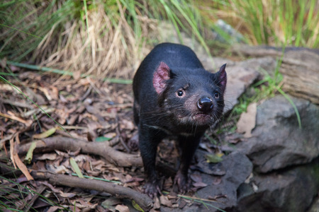 Closeup portrait of the Tasmanian devil Sarcophilus harrisii looking at the cameraの写真素材