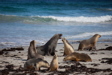 Australian sea lion Neophoca cinerea on the beach at Seal Bay, Kangaroo Island, South Australia, Australia.の写真素材