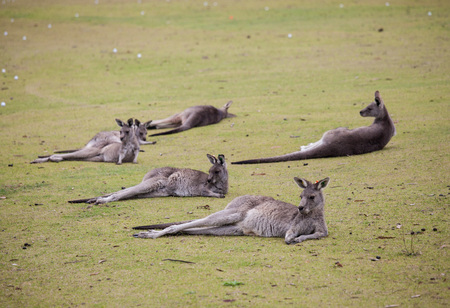 Group cute australian Kangaroo lying on the green golf field and relaxingの写真素材
