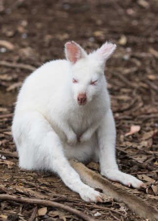 Portrait of young cute very rare australian Kangaroo albino sitting in the field and waiting.の写真素材