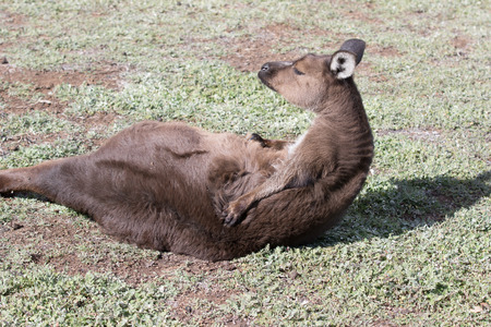 Portrait of Kangaroo doing exercise on a press Australiaの写真素材