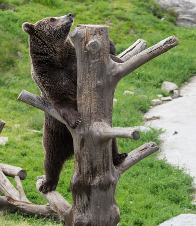 Closeup portrait of huge adult brown bear climbing on the tree trunk. Ursus arctos beringianus....