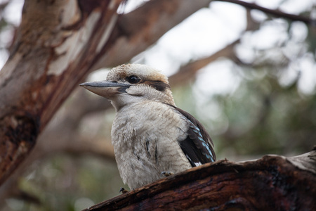 Portrait of a laughing kookaburra ,dacelo novaeguineae, with big beak. Blue-winged kookaburra. Australia.の写真素材