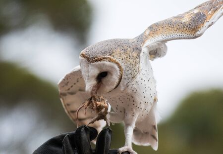 Cute barn owl, Tyto alba, with large eyes sitting on the leather glove caught a mouse and eats her. Owl hunter with a mouse in a beak.の写真素材