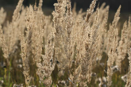 Beautiful dry grass and spikelets in the field. Close up. Beautiful autumn warm background. Golden...