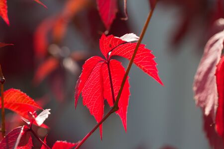 Autumn red bright leaves on the sun and blurred trees . Fall background. Rich color of autumn