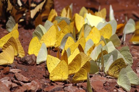 Many yellow pieridae butterflies gathering water on floor mud, Butterflies are feeding mineral in salt marsh in forest. Brazil. Igua u fallsの写真素材